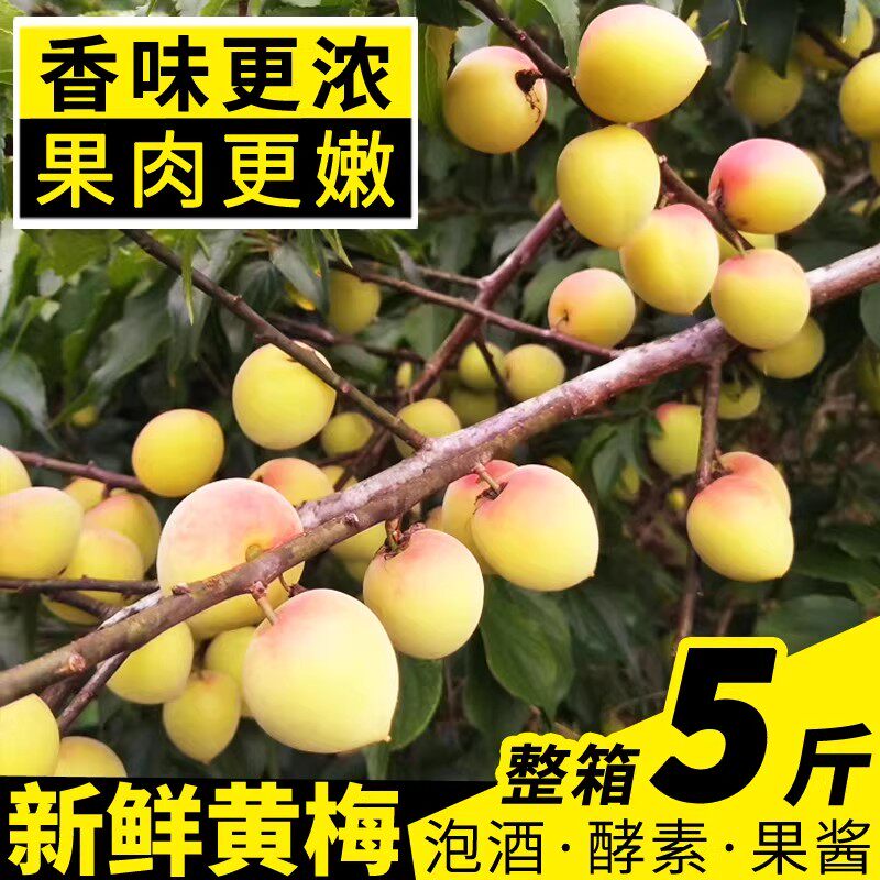 【精选】5斤浓香熟黄梅高山青梅果新鲜酸梅子泡酒孕妇酸水果子鲜