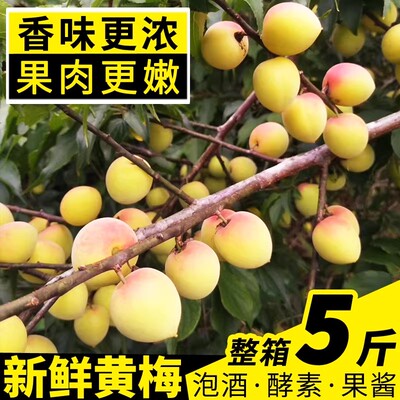 【精选】5斤浓香熟黄梅高山青梅果新鲜酸梅子泡酒孕妇酸水果子鲜