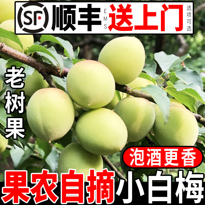 高山野生吃小白梅正宗新鲜青梅果现采摘鲜果泡酒用酸梅子诏安水果