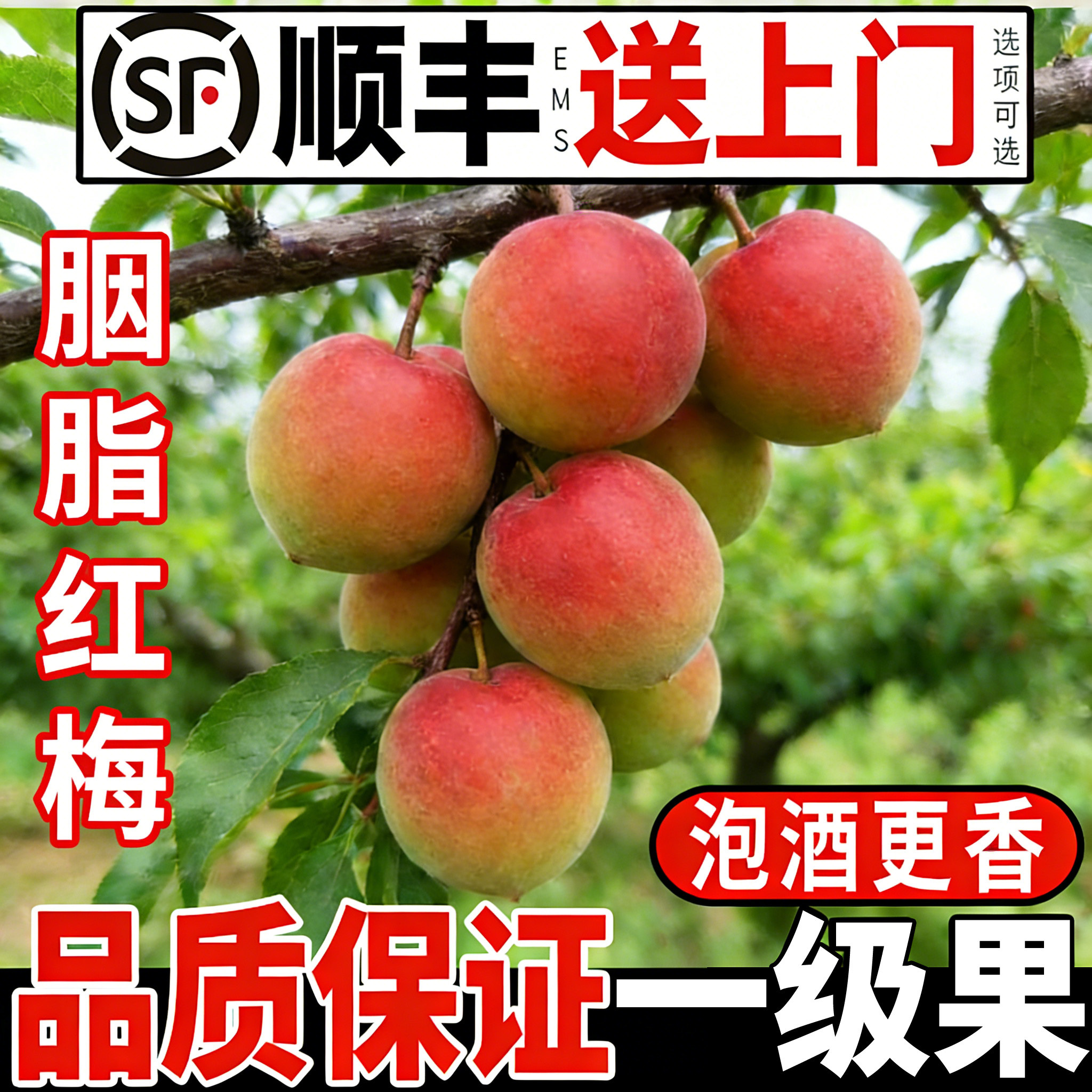 正宗胭脂梅红梅果新鲜青梅果野生酸梅子泡酒用酸水果现摘鲜果5斤3