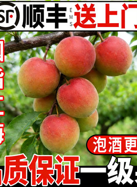 顺丰速运【胭脂梅】精选一级果