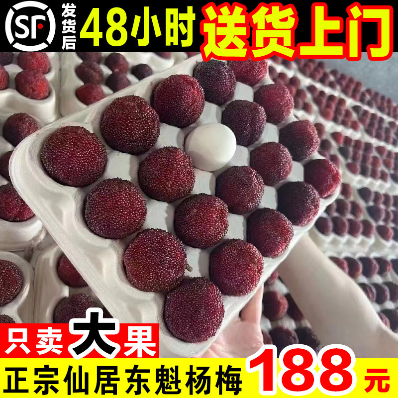 【乒乓球大果1】正宗仙居东魁大杨梅新鲜水果当季礼盒浙江特产