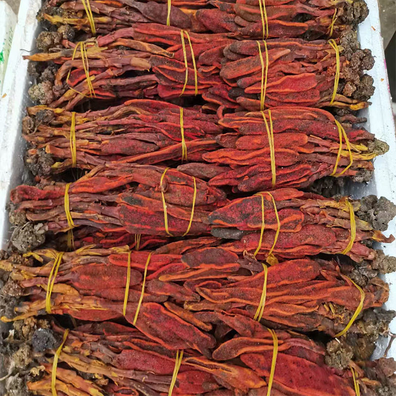 云南回春草不老草男性顶天柱锁阳泡酒料茶红冬蛇菰配肉苁蓉草苁蓉