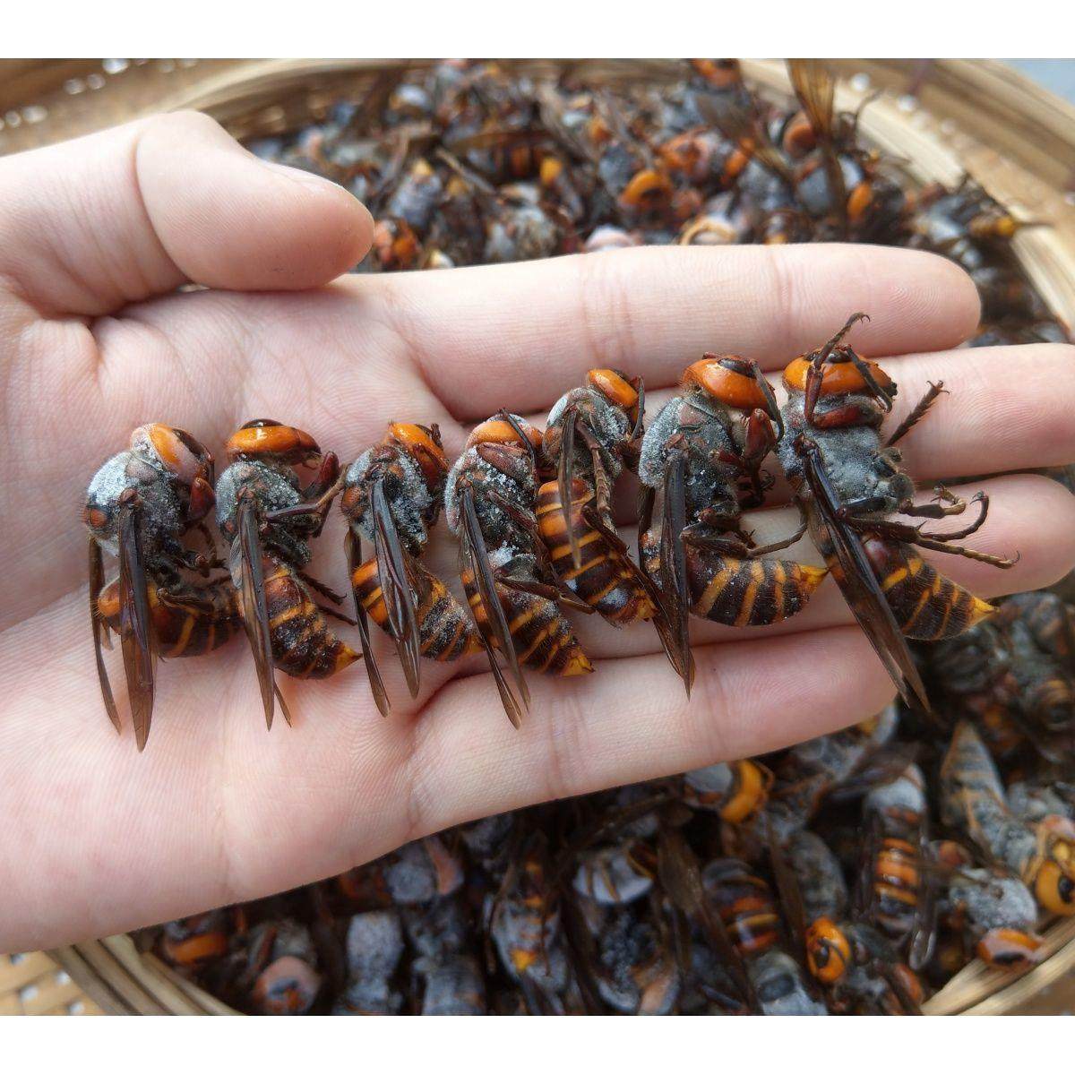 包邮虎头蜂活体视频现泡金环大马蜂九里蜂中华大虎头蜂胡蜂大黄蜂