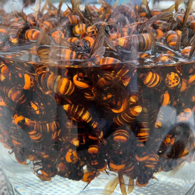 虎头蜂金环大马蜂胡蜂葫芦蜂黄蜂赛云南黑蜂活蜂现泡100只包邮