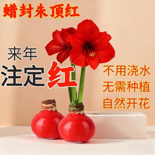 年宵花卉进口封蜡朱顶红观花种球种子免浇水新手易种室内花卉礼品