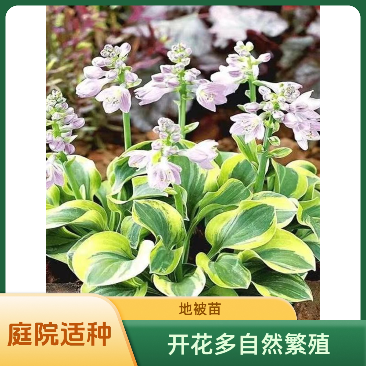 玉簪花苗盆栽玉簪苗庭院地被观叶