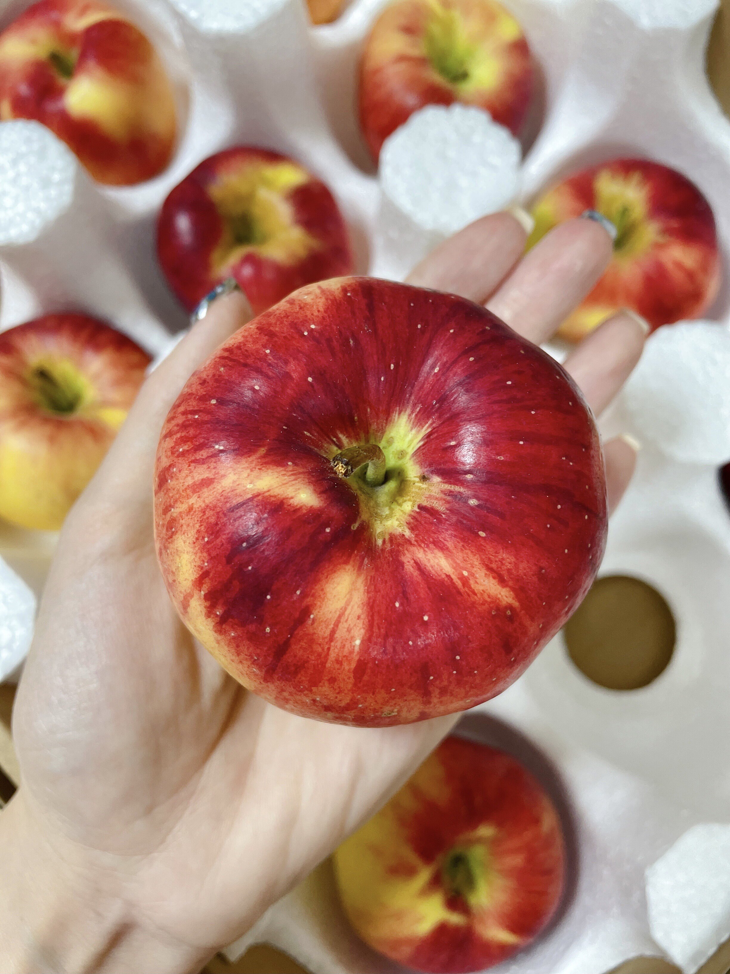 正宗云南昭通红露苹果冰糖心野生小苹果脆甜多汁应季新鲜现摘5斤