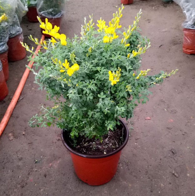 包邮黄金雀盆景金雀梅阳台办公植物有香味带花苞开花不断吉利盆栽在类目 鲜花速递/花卉仿真/绿植园艺, 花卉/绿植盆栽（新）, 绿植中 - 来自Buy2taobao.com提供专业的淘宝代购服务