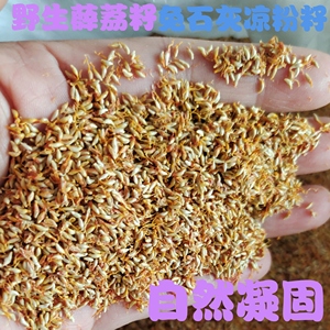 手搓凉粉籽冰粉籽薜荔籽商用木莲爱玉冻籽广西特产