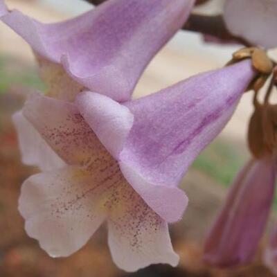 2024年4月产新货梧桐花桐树花干花完整无杂质泡水沸水煮泡脚汗脚