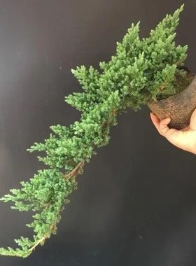 迎客松盆景真树苗地柏苗造型苗四季常青室内盆栽庭院植物耐寒耐热