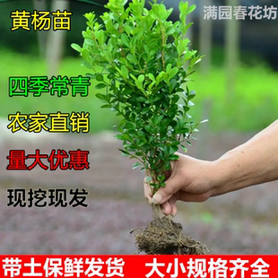 小叶黄杨苗瓜子黄杨苗四季常绿冬青苗金边大叶黄杨庭院篱笆树苗