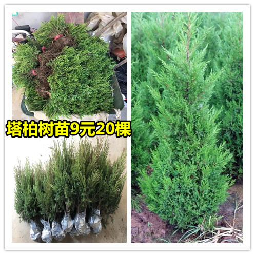 柏树小苗塔柏松柏侧扁柏圆柏松树宝塔松龙柏苗柏树四季常青工程苗