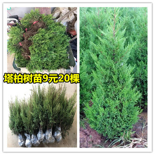 柏树小苗塔柏松柏侧扁柏圆柏松树宝塔松龙柏苗柏树四季常青工程苗