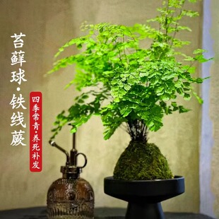铁线蕨苔藓球大颗铁线蕨盆栽吸水盆水培迷雾森林办公室室内绿植物
