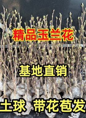 玉兰花树苗带花苞矮化紫红白玉兰盆栽耐寒南北方种植庭院四季花卉