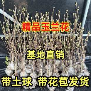 玉兰花树苗带花苞矮化紫红白玉兰盆栽耐寒南北方种植庭院四季花卉