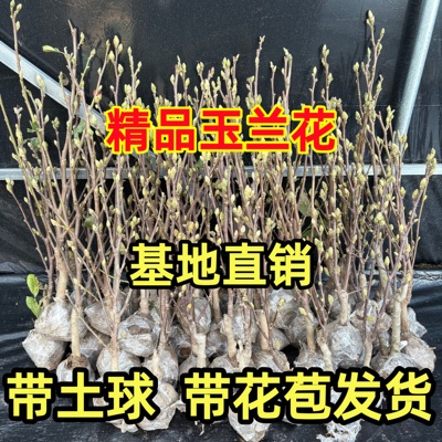 玉兰花树苗带花苞矮化紫红白玉兰盆栽耐寒南北方种植庭院四季花卉