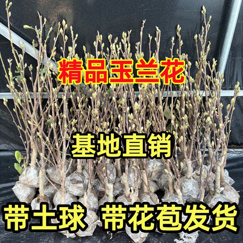 玉兰花树苗带花苞矮化紫红白玉兰盆栽耐寒南北方种植庭院四季花卉