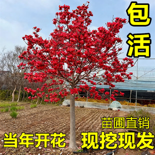 玉兰花树苗庭院地栽南北方大树室外种植旺宅名贵耐寒风景绿化树苗
