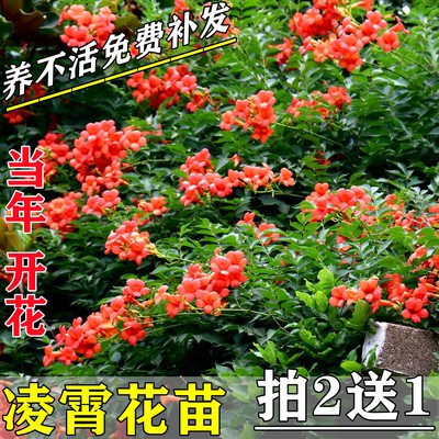 耐寒凌霄花苗爬藤植物四季好养活花卉绿植盆栽庭院阳台炮仗花大苗