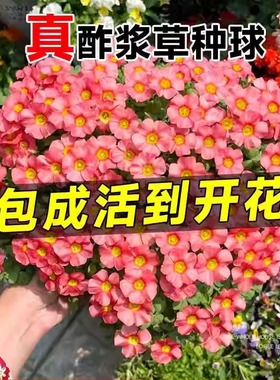 紫夜酢浆草种球种籽春植炸浆草紫色关节酢浆草种子四季早花卉盆栽