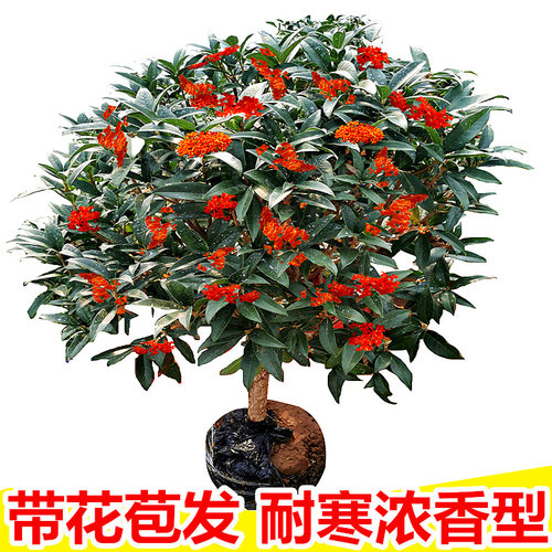 桂花盆栽树苗带花苞好养浓香型花