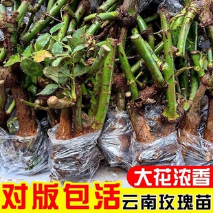 云南玫瑰老桩花苗10颗庭院植物易种活耐寒月季花卉盆栽蔷薇大花