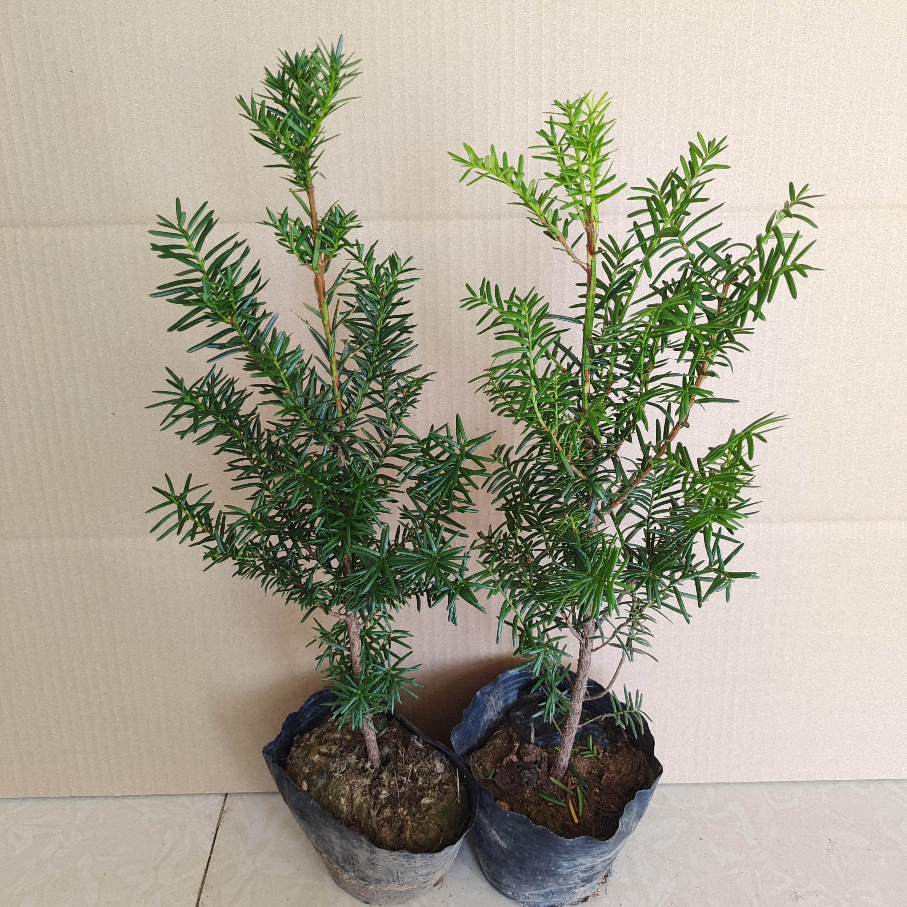 正宗东北方耐寒红豆杉树苗正宗绿