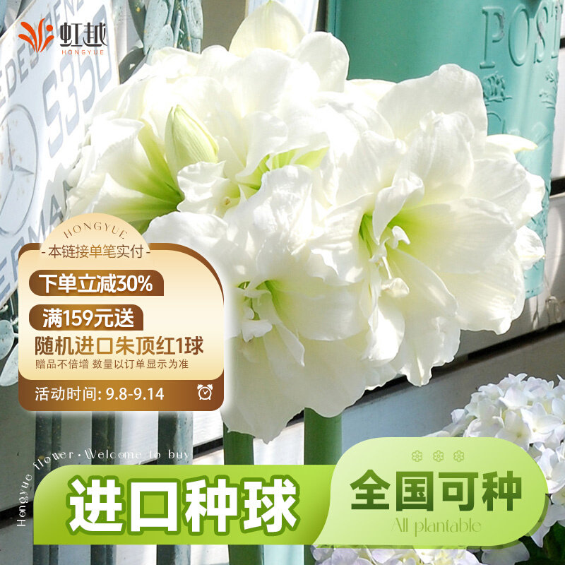 阿弗雷朱顶红进口重瓣种球南非球根花卉盆栽地栽全国四季可种现货