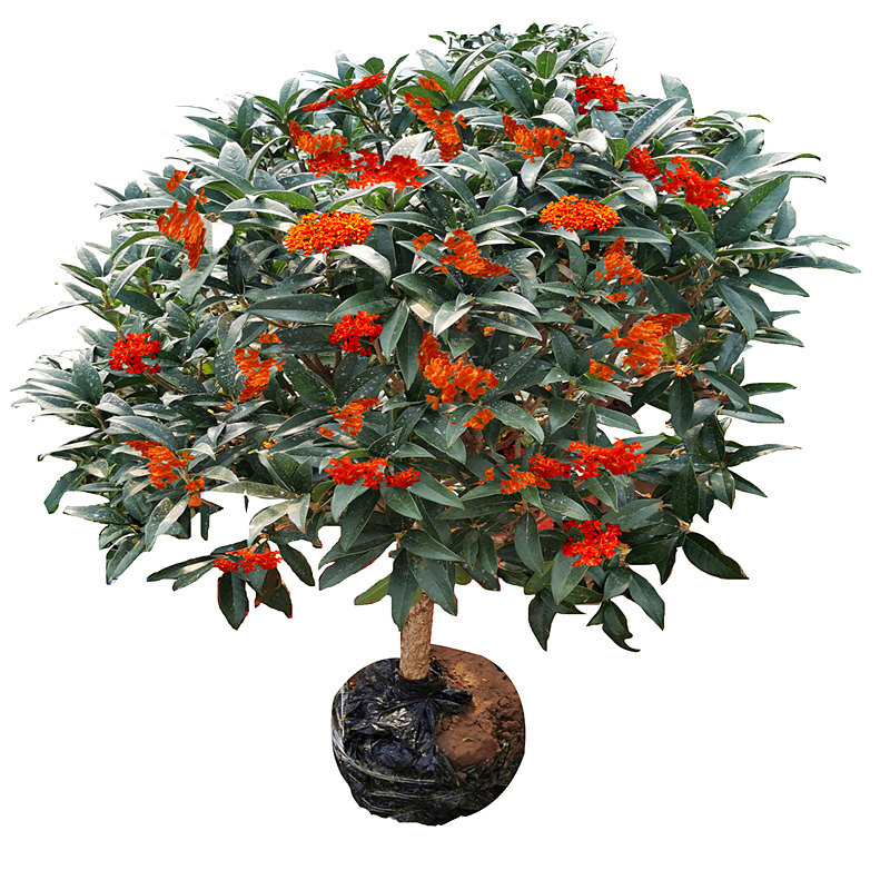 桂花树苗大树盆栽植物室外花卉庭院地栽原生金桂浓香型四季桂开花