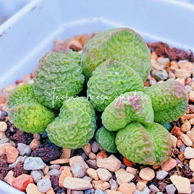 阿离水泡 多肉植物 天锦章 奇趣 叶片 叶插苗 一物一拍