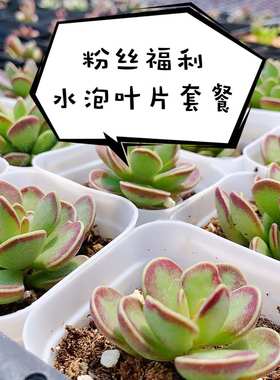 粉丝福利 水泡大全 水泡叶片套餐 叶片 叶插 稀有水泡 保证品种