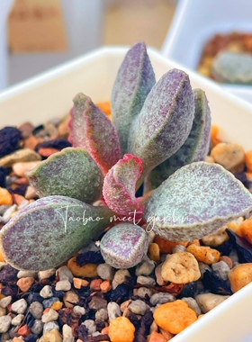 青龙水泡多肉植物 叶片 叶插苗 一物一拍 正版 稀有水泡 新品