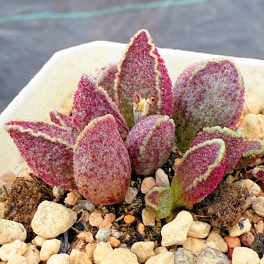 小财神水泡 实生 多肉植物 天锦章 奇趣 叶片 叶插苗 一物一拍