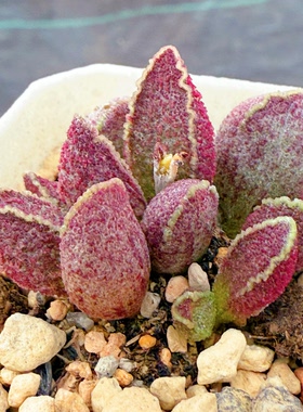 小财神水泡 实生 多肉植物 天锦章 奇趣 叶片 叶插苗 一物一拍