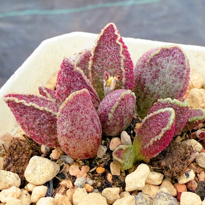 小财神水泡 实生 多肉植物 天锦章 奇趣 叶片 叶插苗 一物一拍