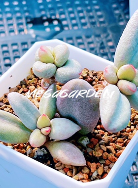 白糖豆水泡 多肉植物 园艺水泡 叶片 叶插苗 一物一拍