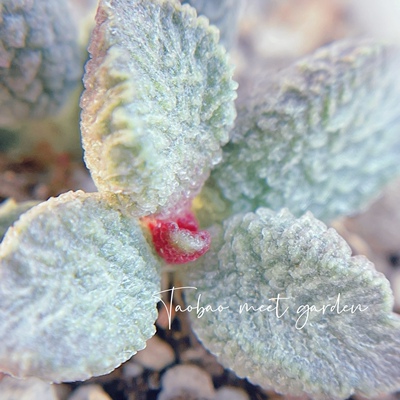大鱼海棠水泡 多肉植物 天锦章 奇趣 叶片 叶插苗 一物一拍