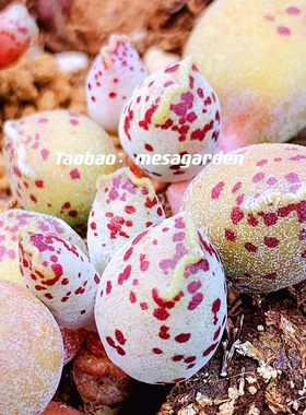 达摩特白丸海豹 特白丸超白正版韩国进口 丸叶达摩特白肌一物一拍