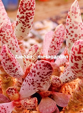 特白紫水泡多肉 叶片 叶插苗 稀有水泡 大型水泡 一物一拍