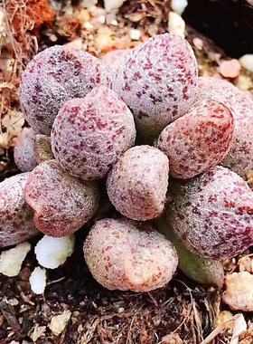 玛丽安水泡多肉 玛丽安水泡 咖啡豆水泡 叶片 叶插苗 进口水泡 一