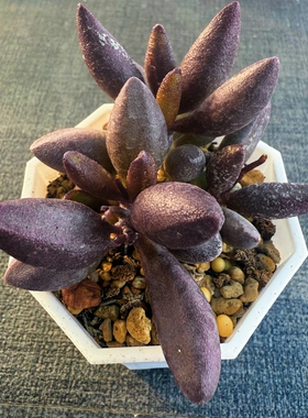 黑棒子 多肉水泡植物 园艺 叶片 叶插苗 一物一拍