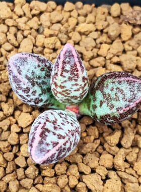 多肉植物 正版 花衣 水泡 楞叶花衣 多肉水泡 叶插苗叶片新手入门