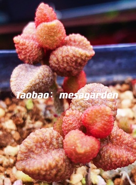 荔枝皮水泡多肉 进口水泡 叶片 叶插苗 一物一拍