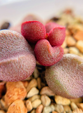 粉红哈密瓜水泡 多肉植物 天锦章 奇趣 叶片 叶插苗 一物一拍