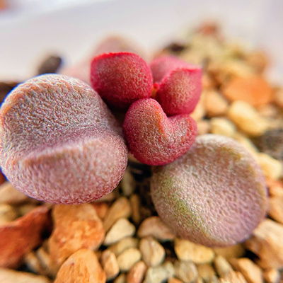 粉红哈密瓜水泡 多肉植物 天锦章 奇趣 叶片 叶插苗 一物一拍