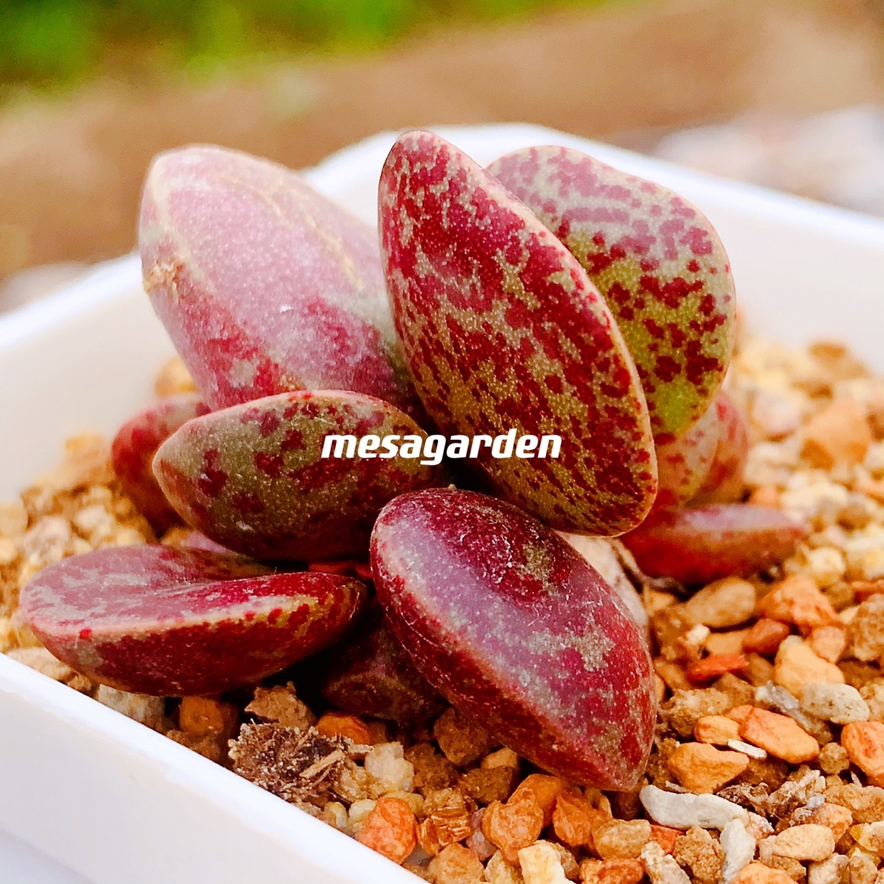 水泡多肉叶片叶插苗大型一物一拍