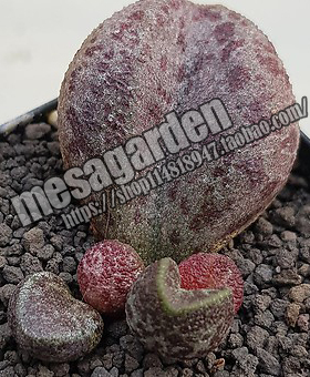 巨形短叶花衣多肉水泡  叶片 叶插苗 一物一拍好养肉苗幼苗上叶